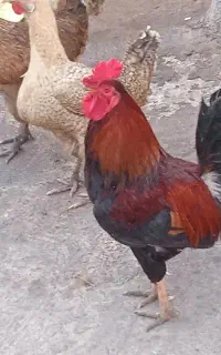 خروس و مرغ