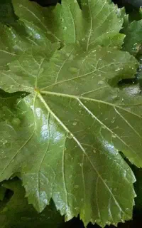 برگ دلمه (مو)
