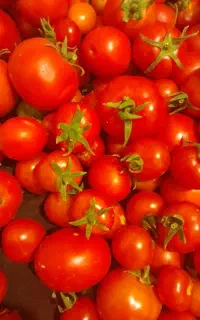 گوجه محلی ترش و آبدار خوشمزه تازه هر روزه
