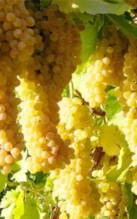 انگور درجه یک امام زاده شماره تماس