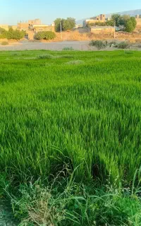 فروش تیولکی برنج