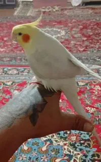 محدوده شهرک سعیدی گم کردم بچه داره