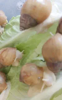 16عدد  حلزون
