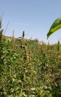 زمین کشاورزی و باغداری در روستای وانان