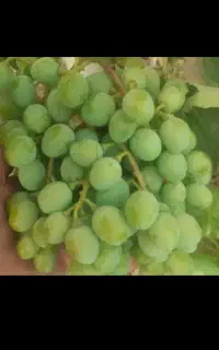 غوره