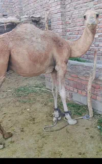 جروک نر