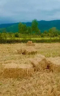 سرچینا شیردی  و دم سیاه