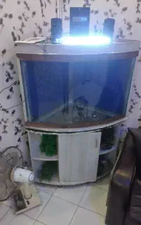 آکواریوم‌کنجی