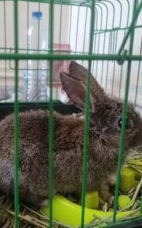 خرگوش کوچولو شیطون