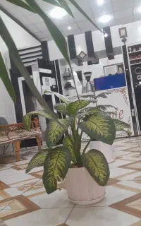 نیرو خانم جهت صبحانه خوری