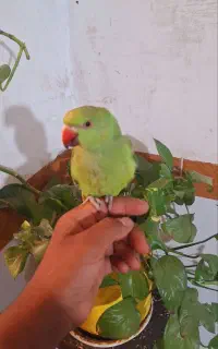 جوجه طوطی ملنگو۴ماه نیمه رام