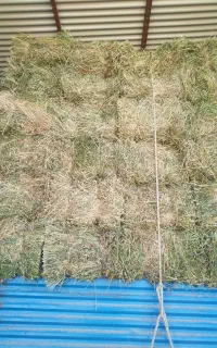 یونجه خشک