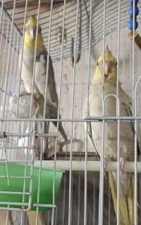 عروس هلندی