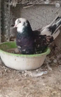 60 جفت کبوتر تهرانی پرش ساعتی