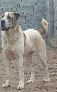 فروش ماده الابای