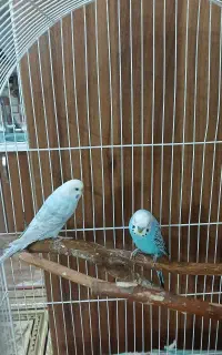 مرغ عشق با قفس