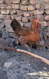 مرغ تخمگزار
