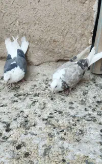 کبوتر