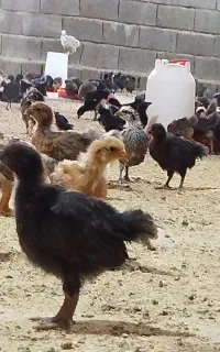 جوجه مرغ و خروس محلی