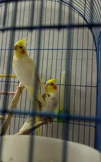 یک جفت عروس هلندی سرحال