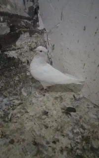 سفید کاکول.سینه