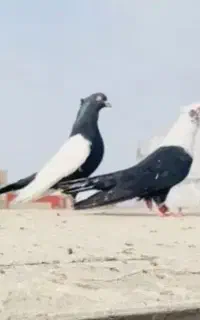 کود کبوتر کود کفتر وحشی