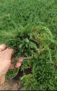 چمن فرانکنیا برای ویلا رشدزیاده زمستون خزان نداره