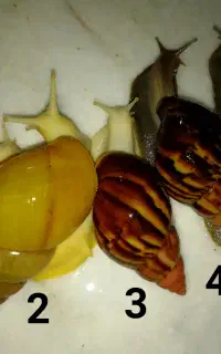 حلزون اچاتینا آفریقایی حیوان خانگی و تخم حلزون