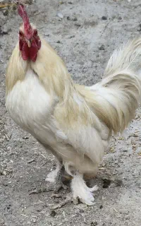 خروس بومی