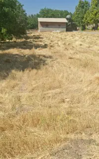 فروش علوفه باغی