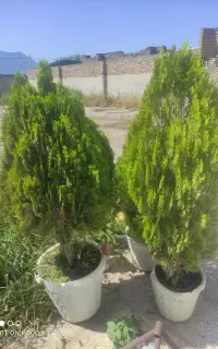 درختچه سرو