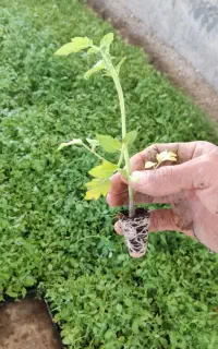 نشا گوجه ربی