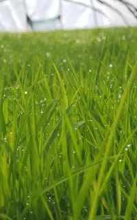 تعداد چند نفر راننده آقا و خانم جهت آموزش رانندگی