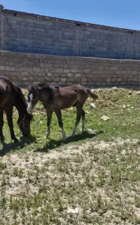 مادیان وکره اسب