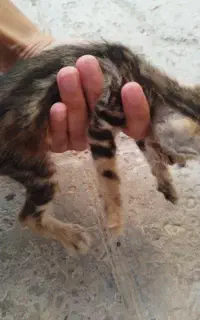 واگزاری بچه گربه