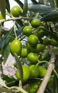 زرده اصلاح شده درشت انواع مدل دیگه موجوده