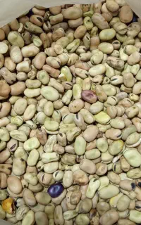 باقالی نیشابور