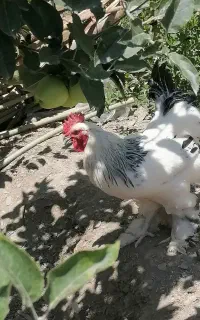 خروس برهما