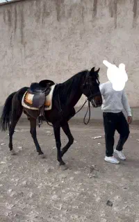 نریون کرد