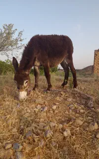 کوره خر فروشی