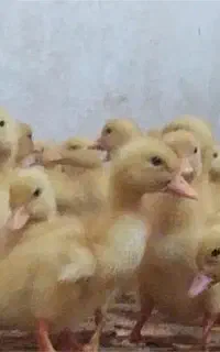جوجه اردک 5روزه