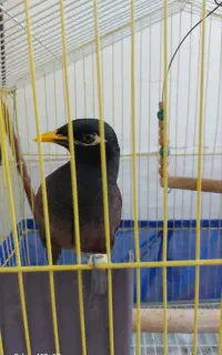 مرغ مینا