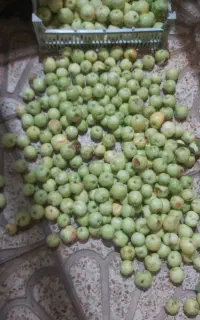 سیب زیر درختی