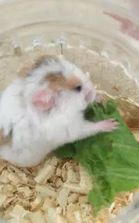 واگذاری رایگان همستر