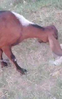 ..منت