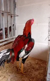 خروس لاری نصل دار