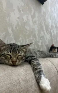 واگذاری ۵ بچه گربه همهباهم