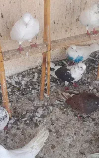 کبوترهای ساعت بالا
