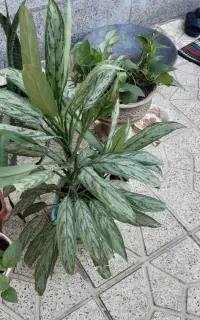 گل وگیاه