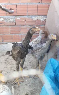 جوجه لاری پاکستانی